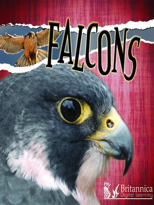 cover image of Falcons